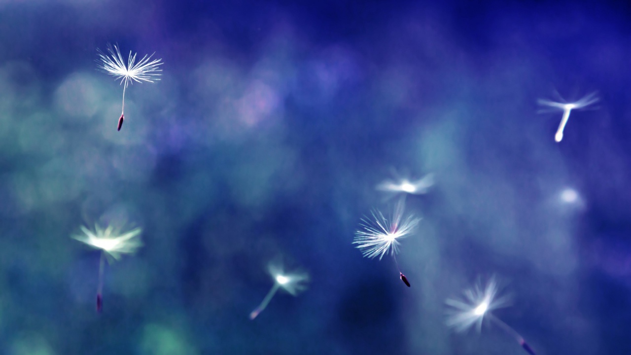 Зонтики с семенами разносятся ветром