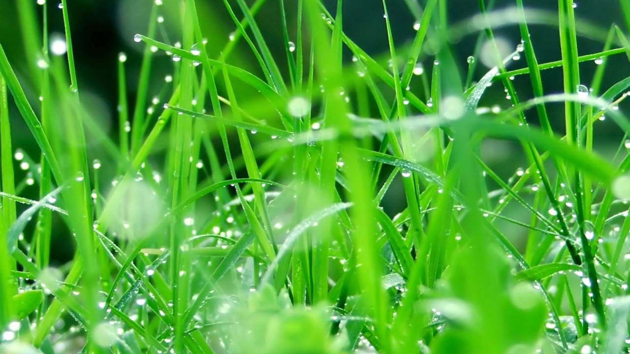 Капли воды на зеленой траве
