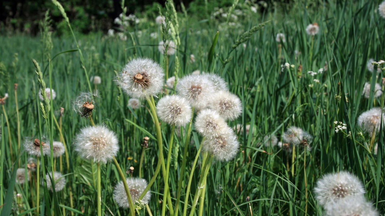 Одуванчики отцвели