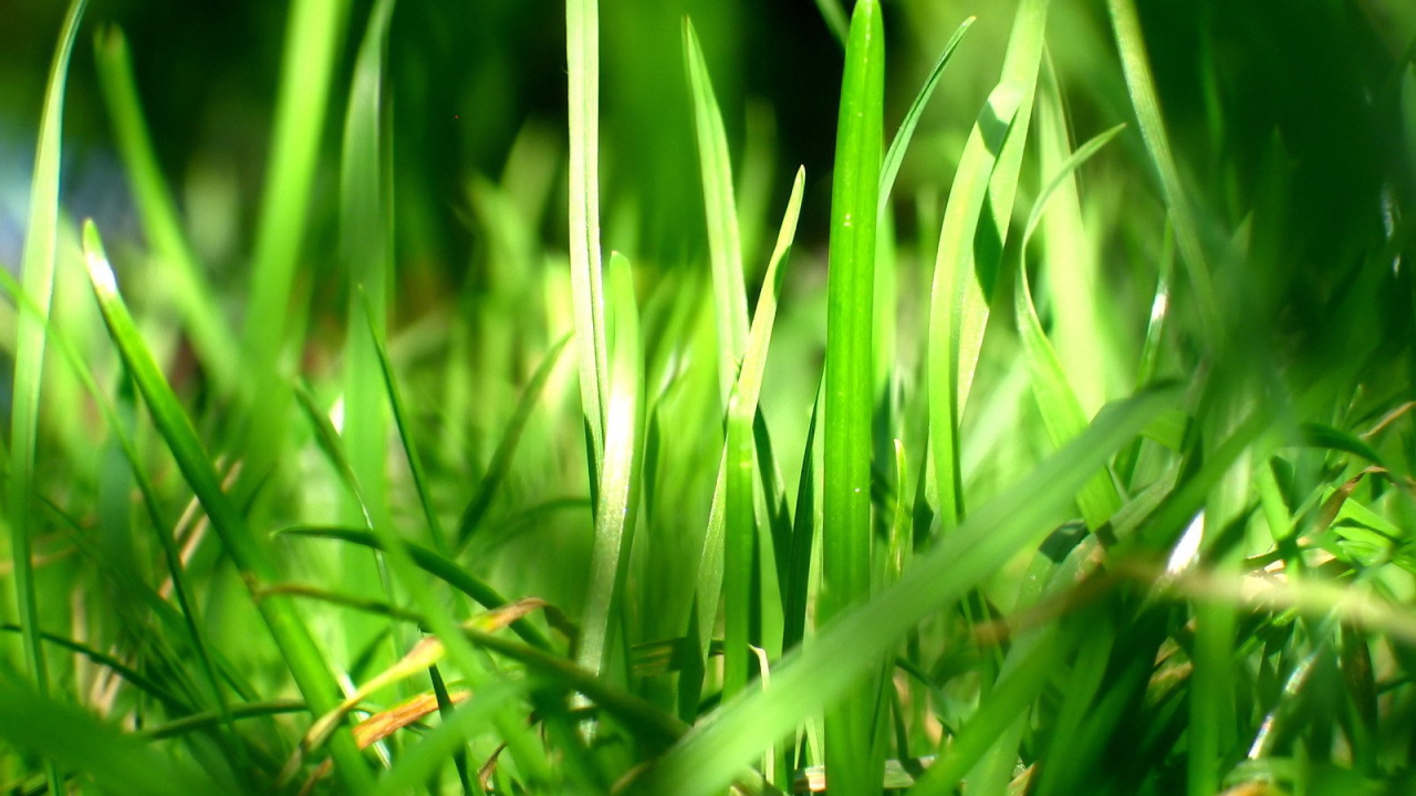 Зеленая трава в лучах солнца