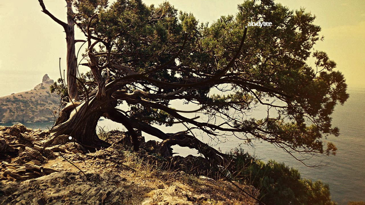 Дерево на вершине горы