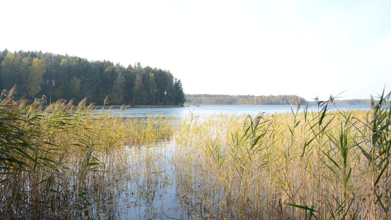 Поросшая болотистая местность