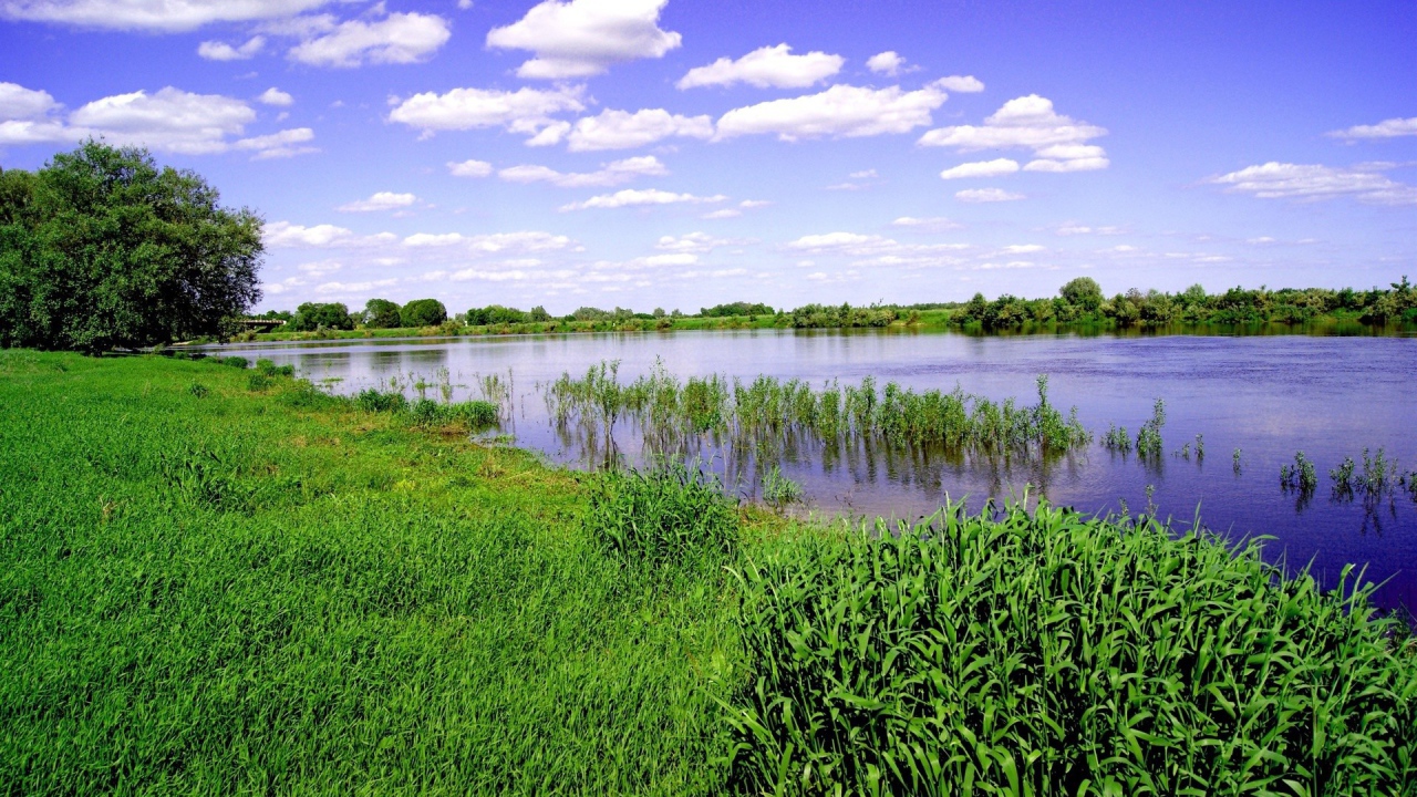 Заливной луг на берегу реки
