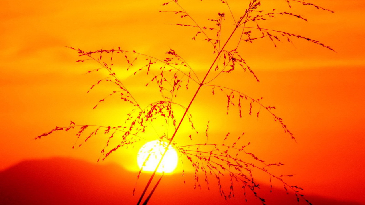 Травинка на закате