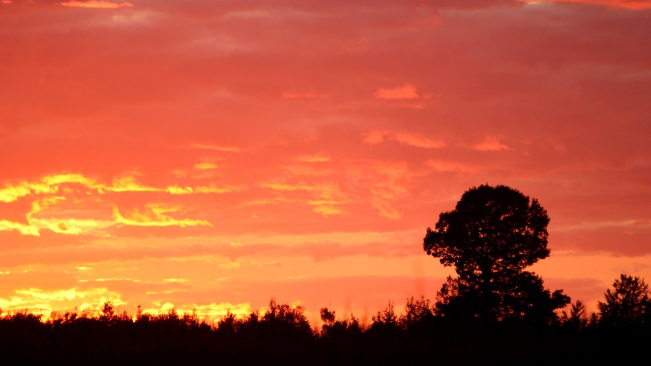 Силуэт дерева на красном фоне заката