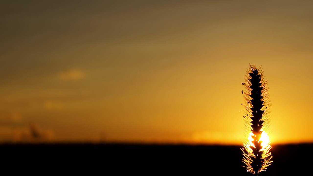 Колосок на закате