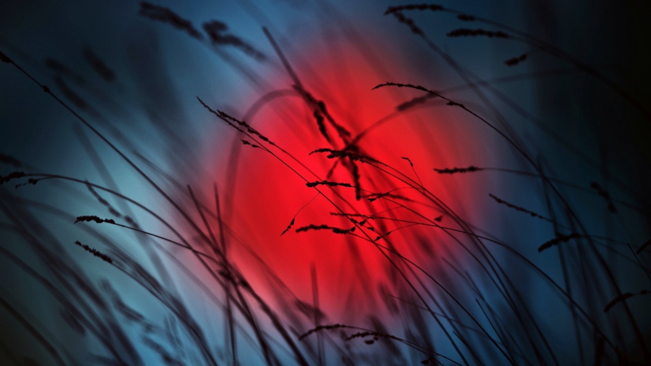 Колоски на фоне красного солнца