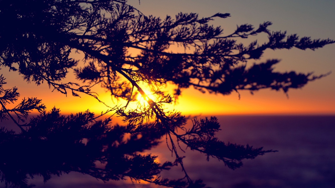 Закат сквозь ветки дерева