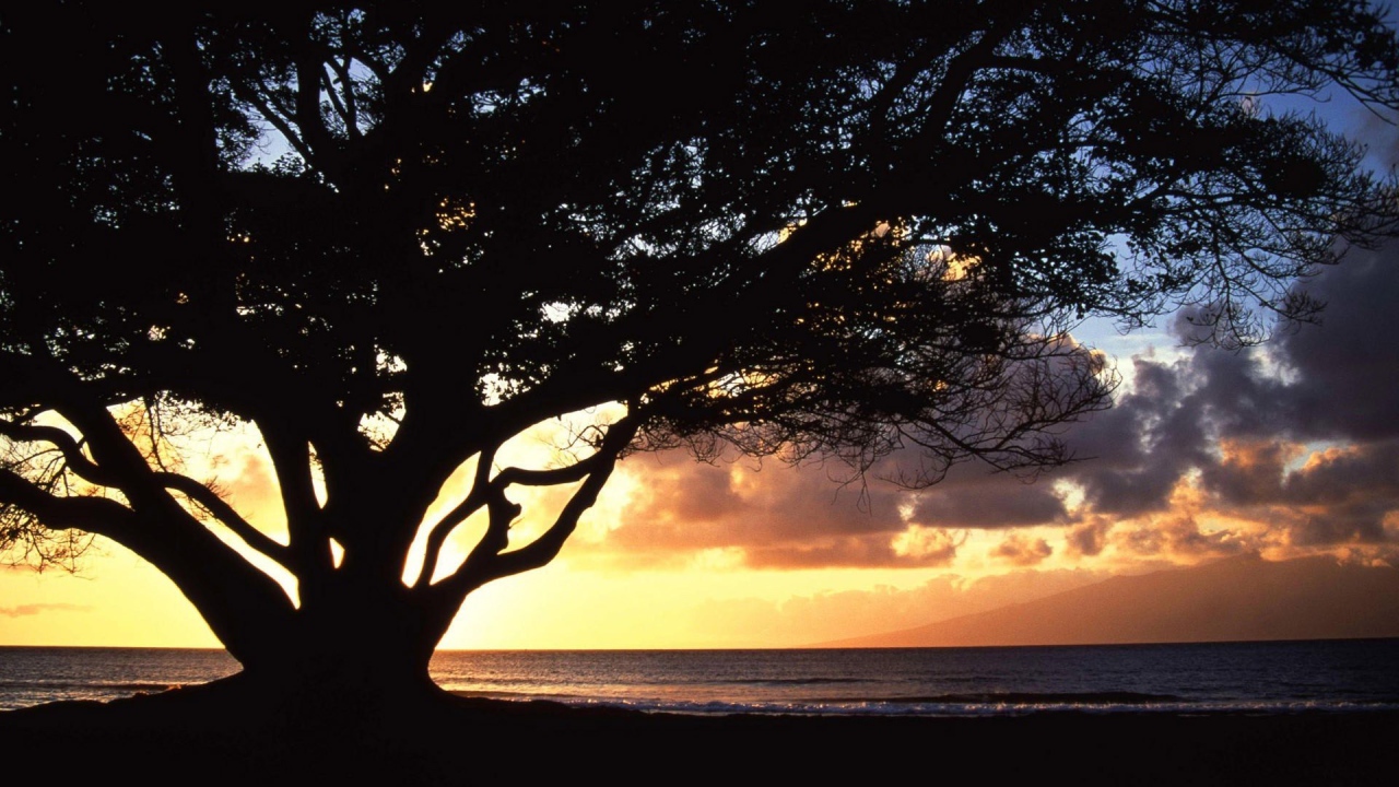 Дерево раскинуло ветви на фоне заката