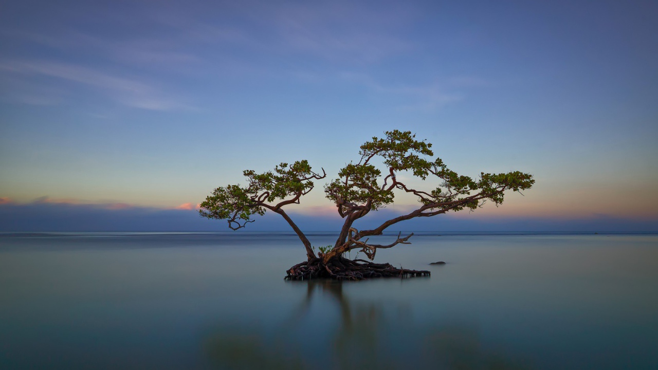 Дерево среди озера в Пуэрто-Рико