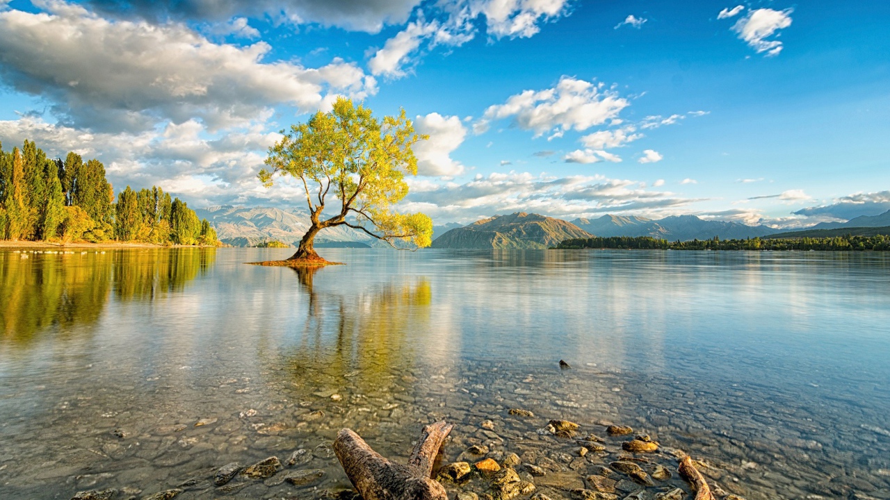 Дерево посреди озера в Новой Зеландии