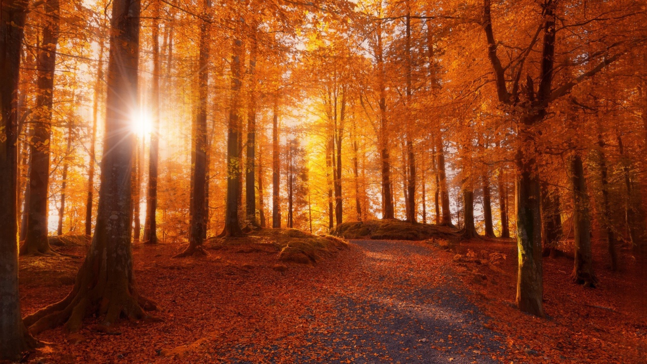 Осенний лес в Норвегии