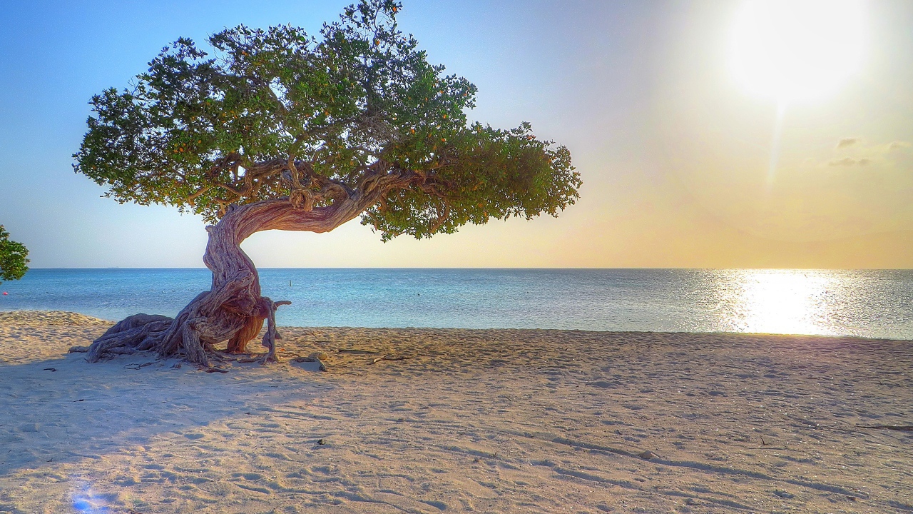 Старое дерево на пляже, Аруба