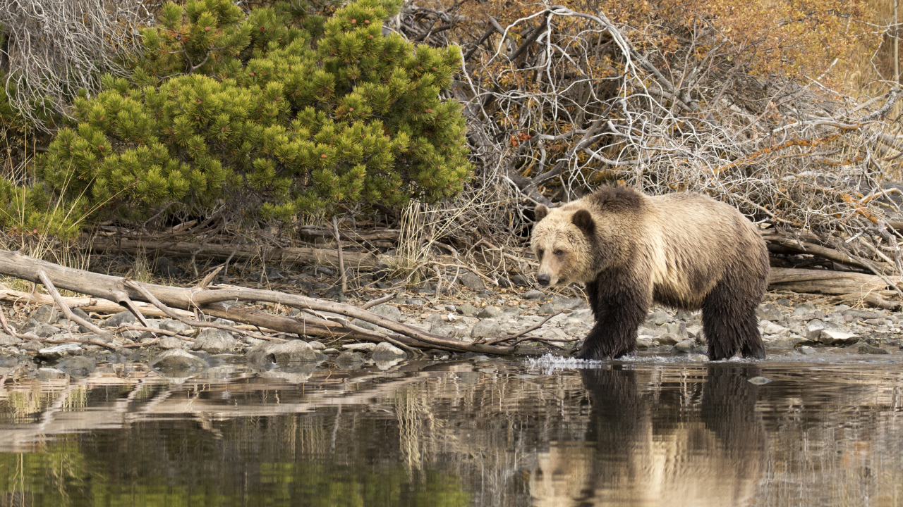 Большой бурый медведь идет по воде