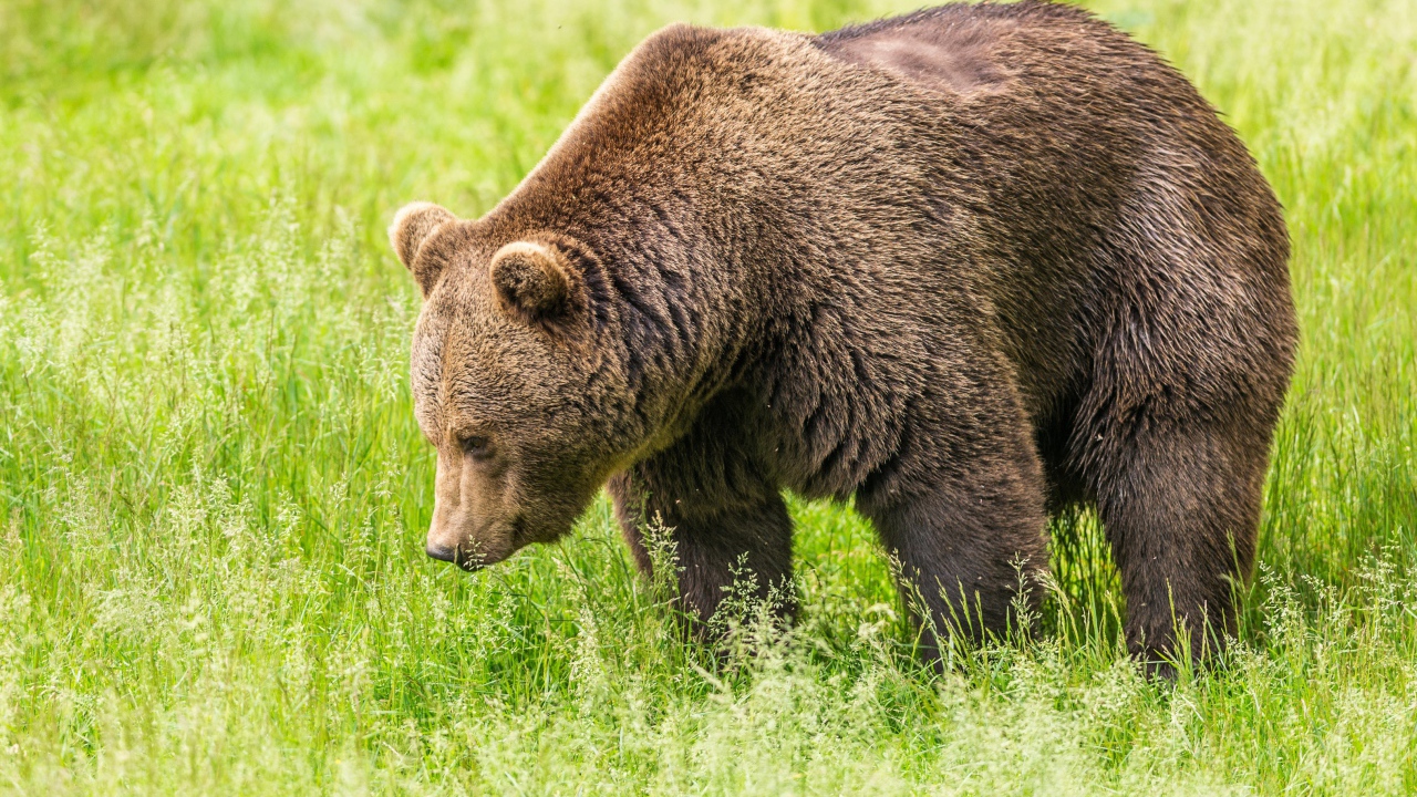 Большой бурый медведь гуляет по зеленой траве