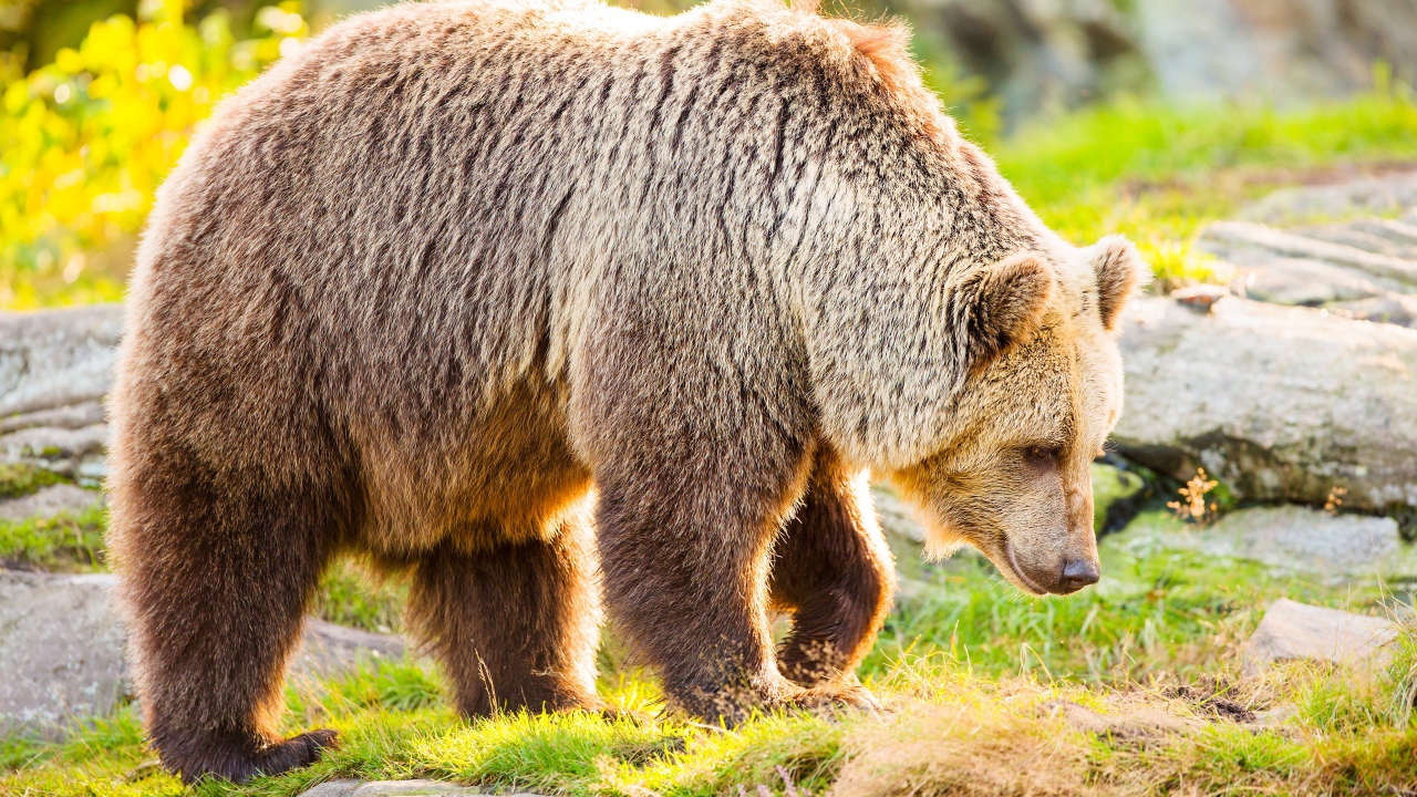 Большой бурый медведь идет по траве