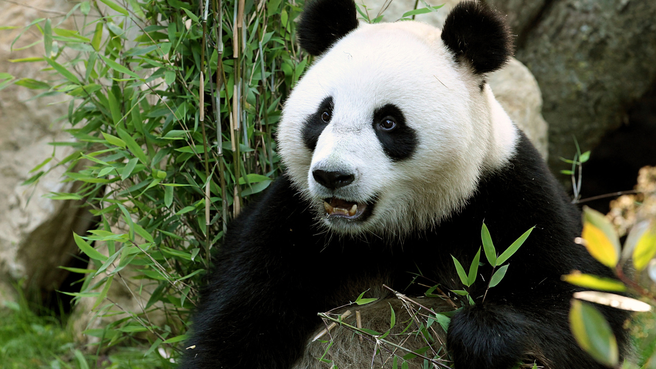 Забавная морда медведя панды