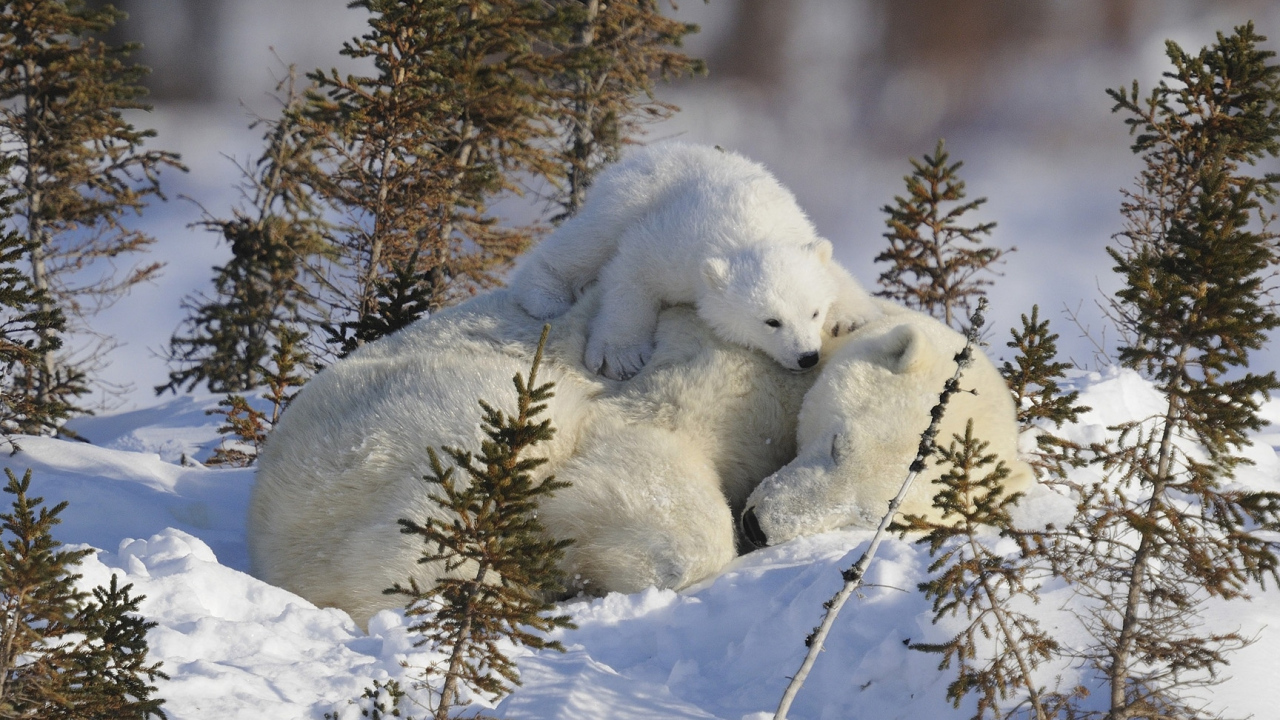Маленький белый медвежонок с медведицей на снегу