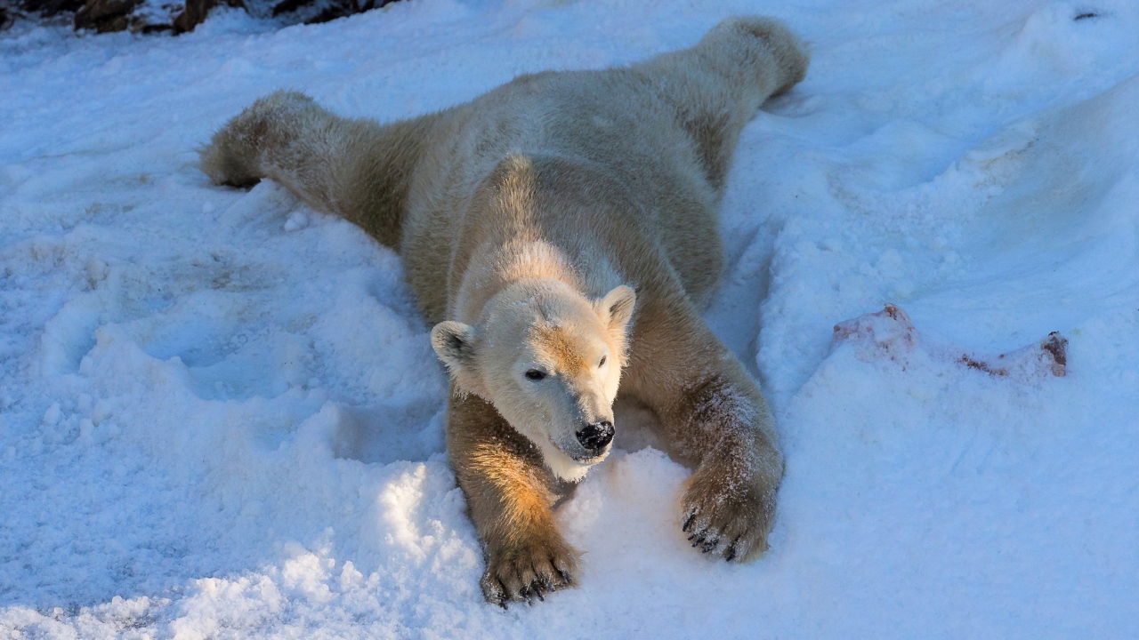 Белый медведь радуется белому снегу зимой