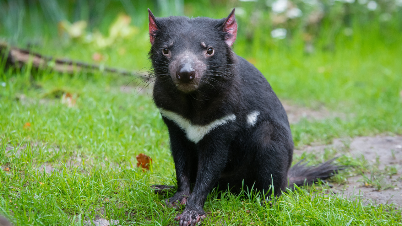 Тасманский дьявол сидит на зеленой траве