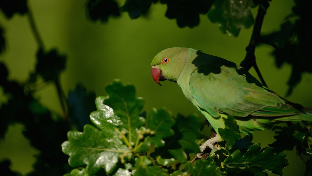 Зеленый попугай с красным клювом сидит на ветке 