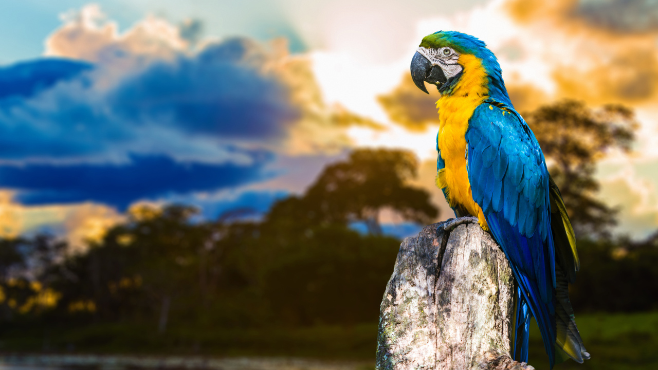 Большой сине - желтый  попугай ара сидит на  сухом дереве