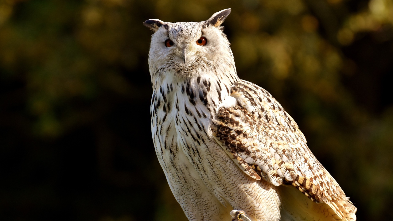 Большая белая сова сидит на ветке