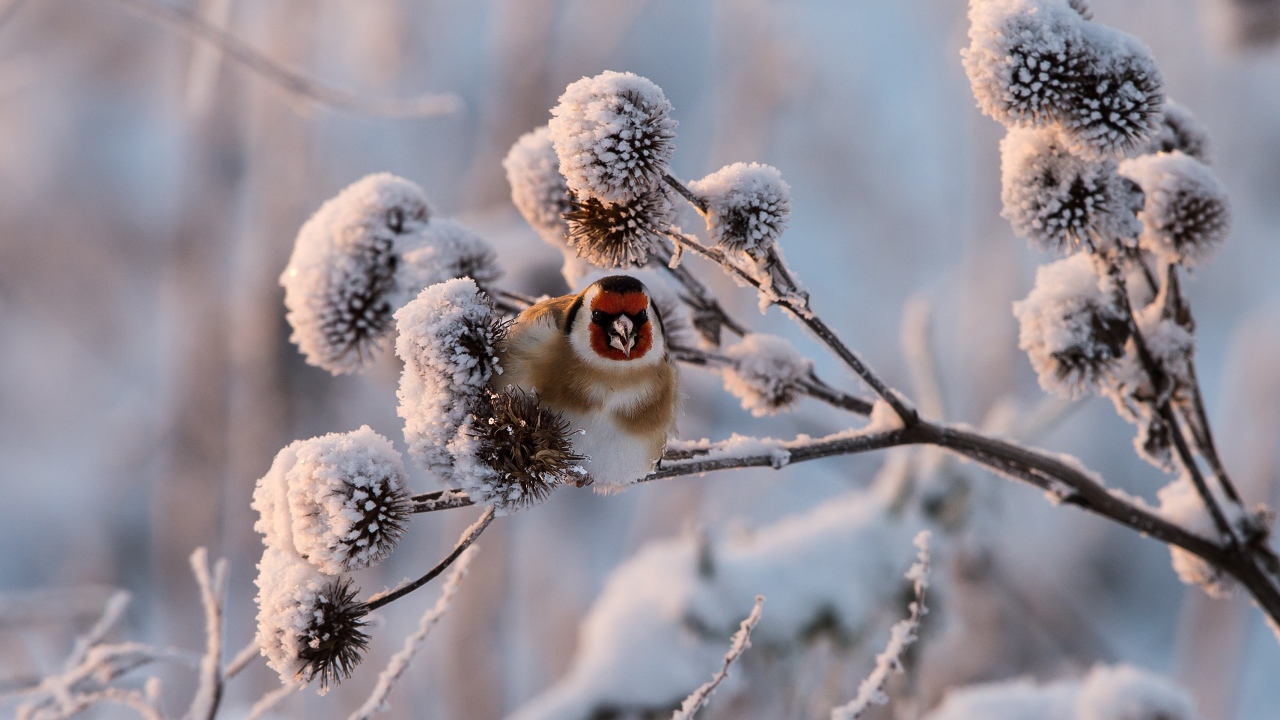 Маленькая птичка щегол сидит на покрытой инеем ветке