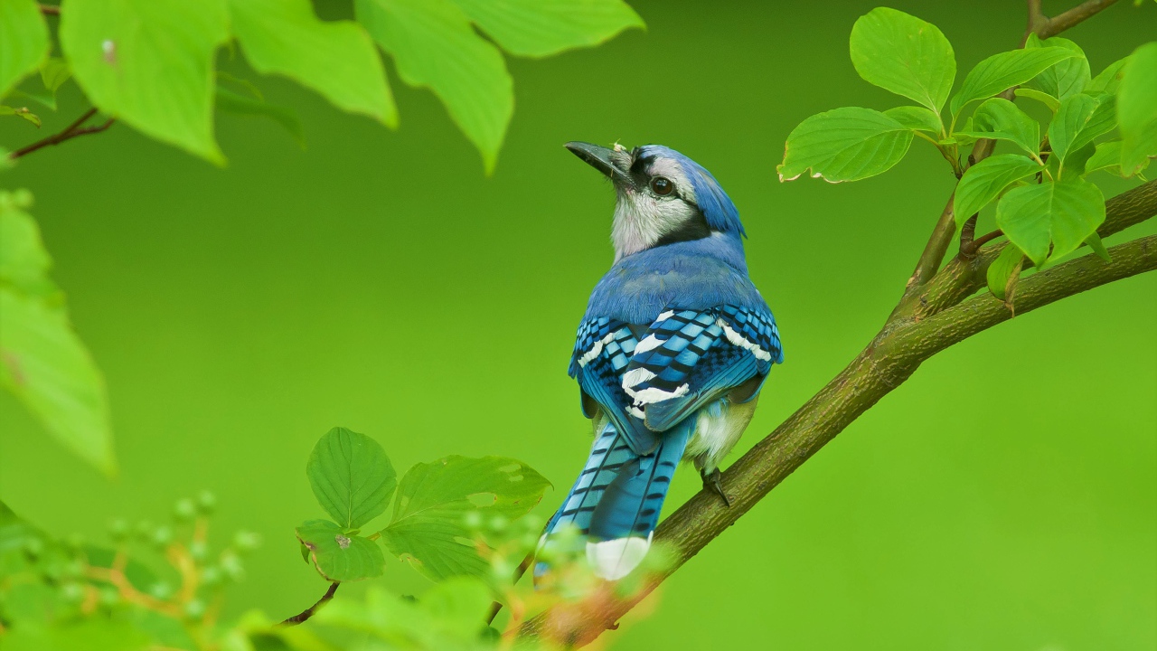 Маленькая голубая сойка сидит на ветке с зелеными листьями