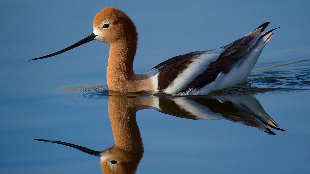 Красивая птица Американская шилоклювка отражается в воде 