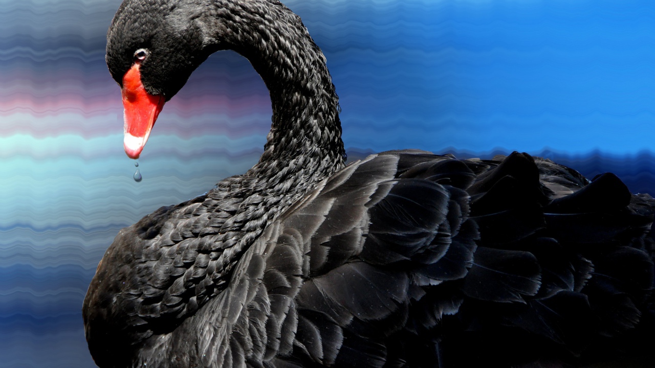 Красивый черный лебедь с красным носом