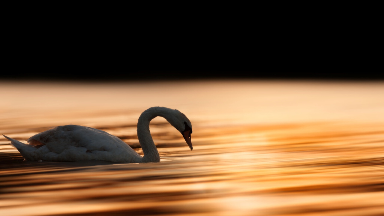 Красивый белый лебедь шипун плавает в воде