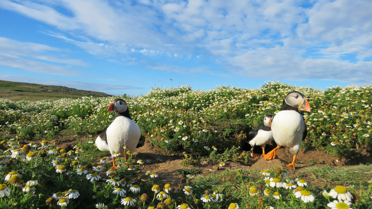 Птицы тупики на ромашковом поле под голубым небом