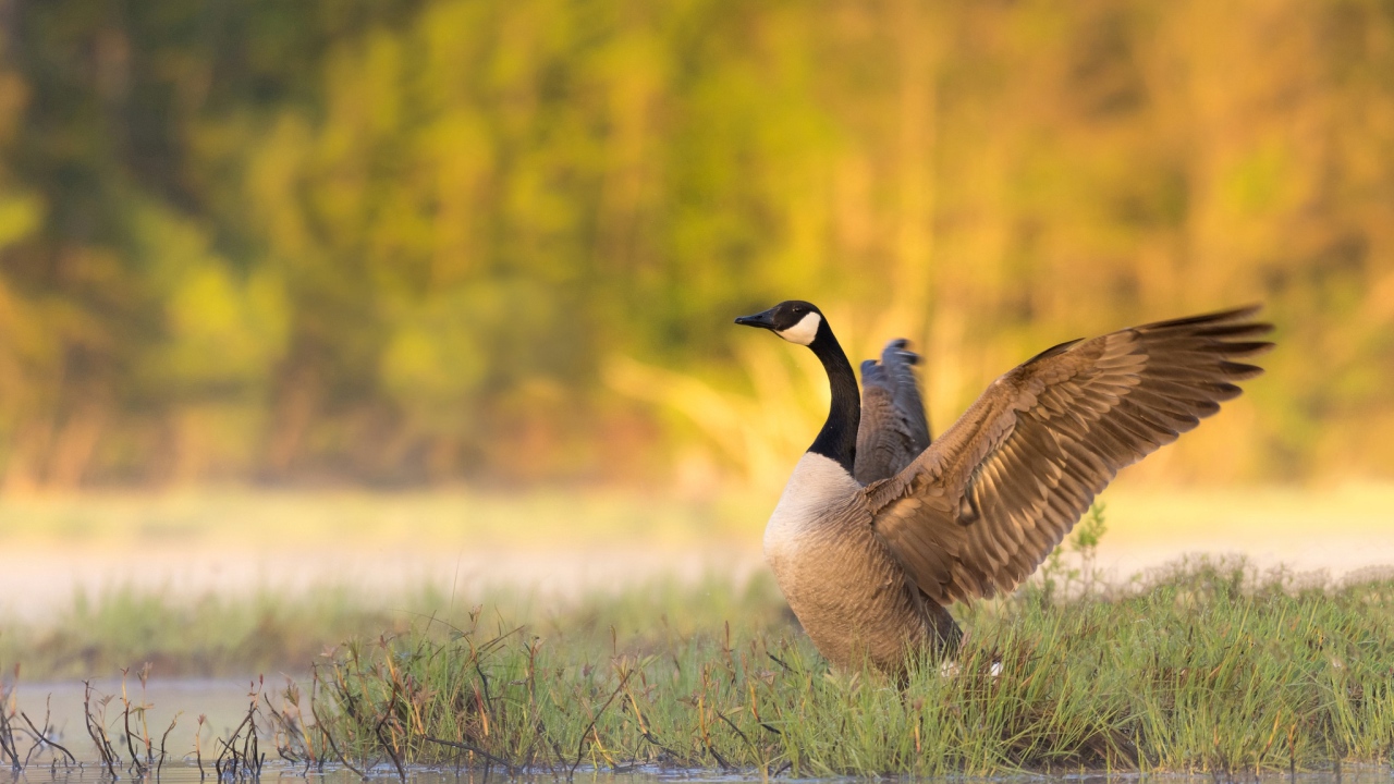 Гусь у водоема готовится взлететь 