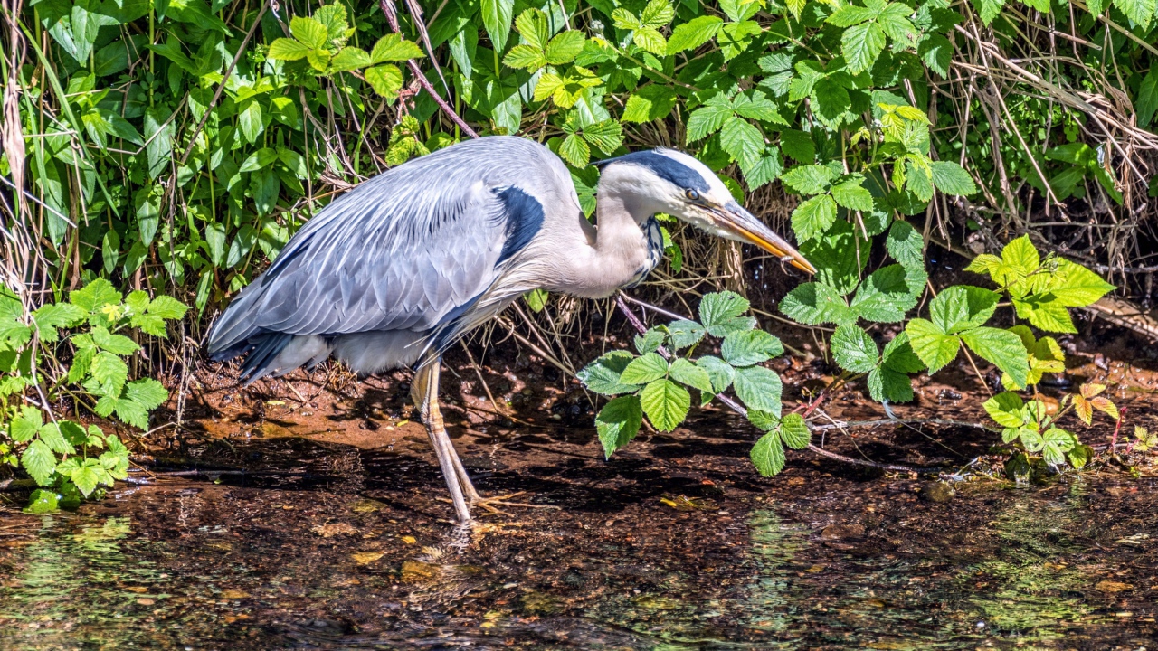 Серая цапля охотится в воде