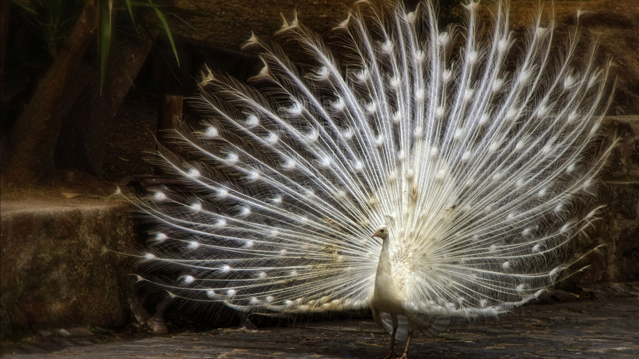 Большой красивый белый павлин