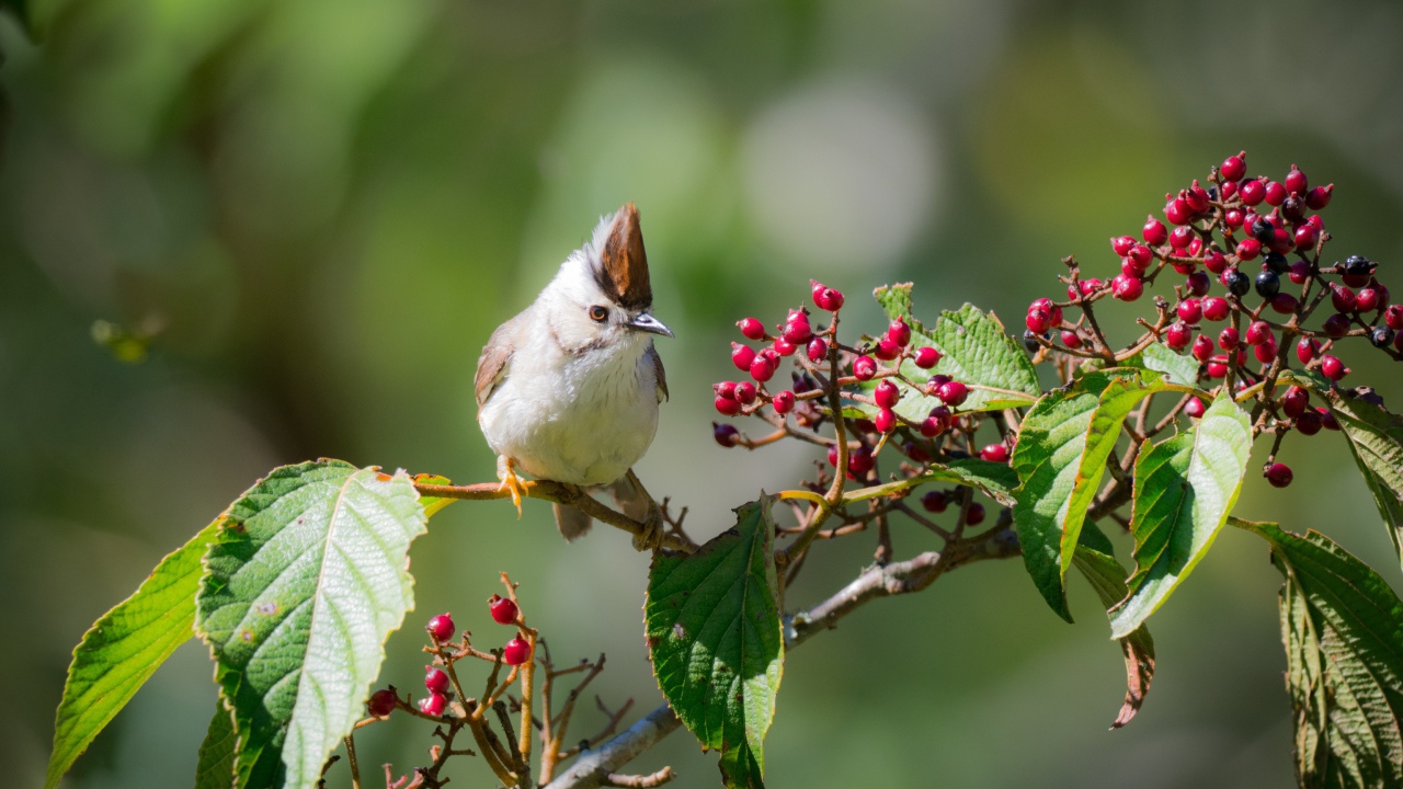 Маленькая птичка на ветке с красными ягодами