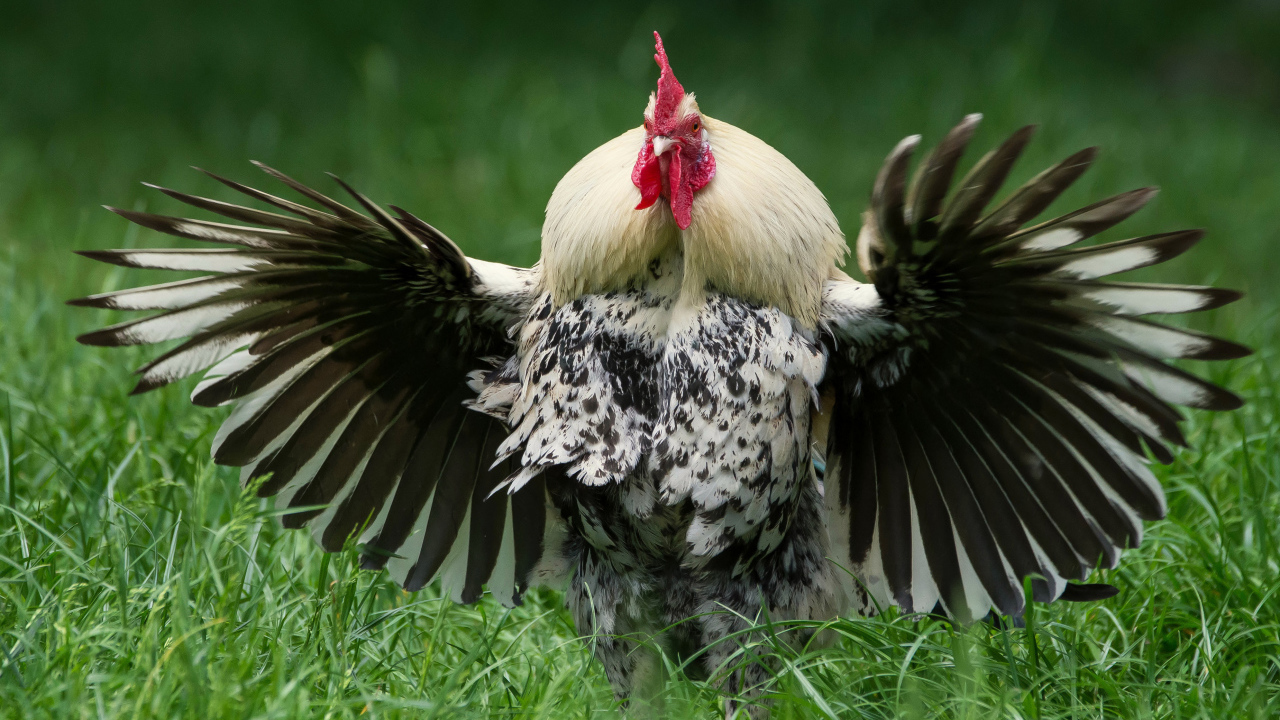 Большой петух расправил крылья