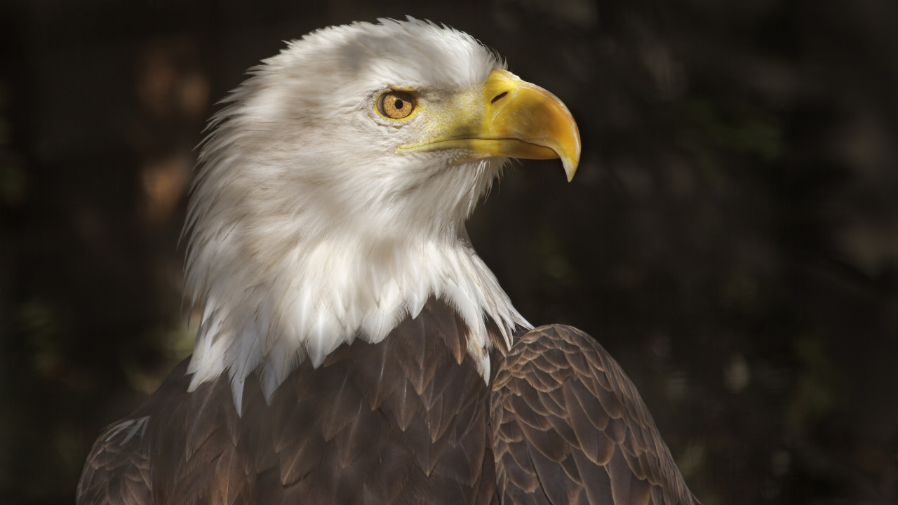 Хищный белоголовый орлан 