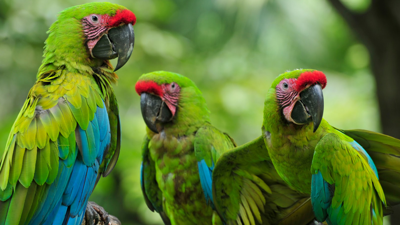 Три зеленых малый солдатских ара на ветке 