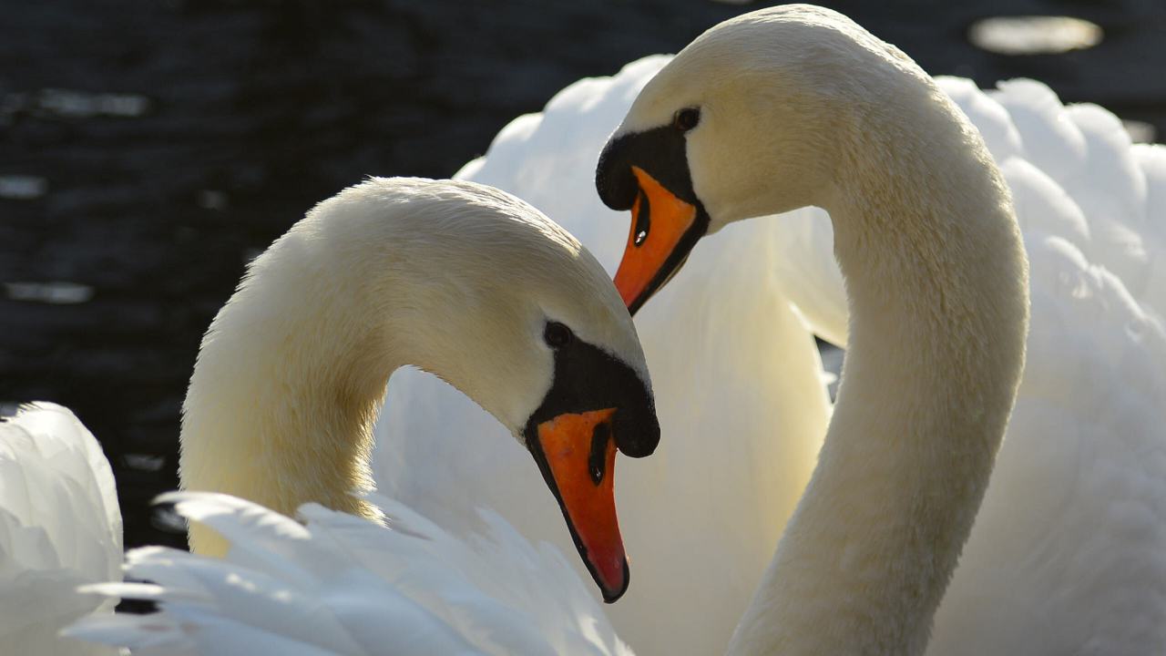 Два больших белых лебедя