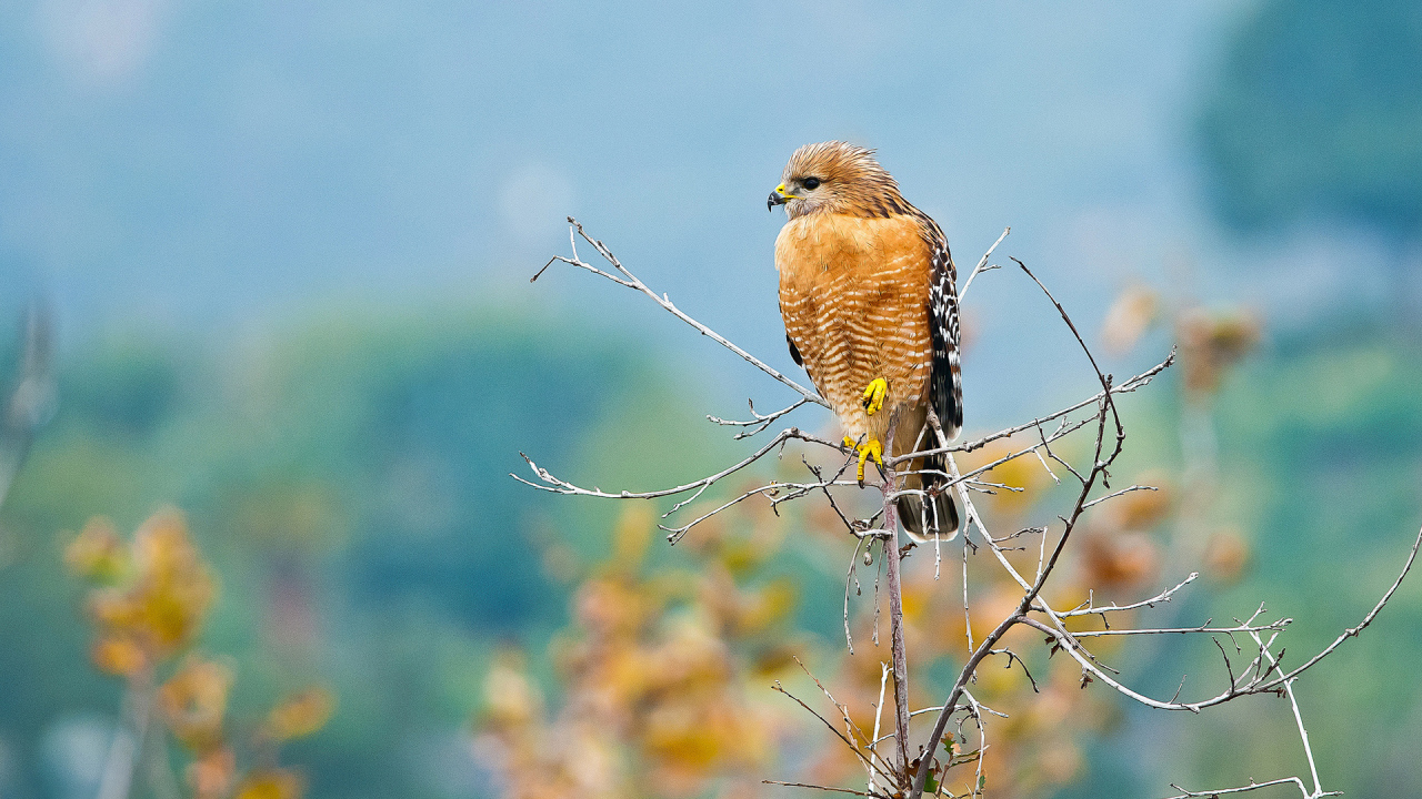 Желтый хищный ястреб сидит на ветке 