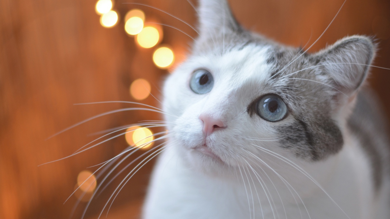 Взгляд серо-белого кота с голубыми глазами