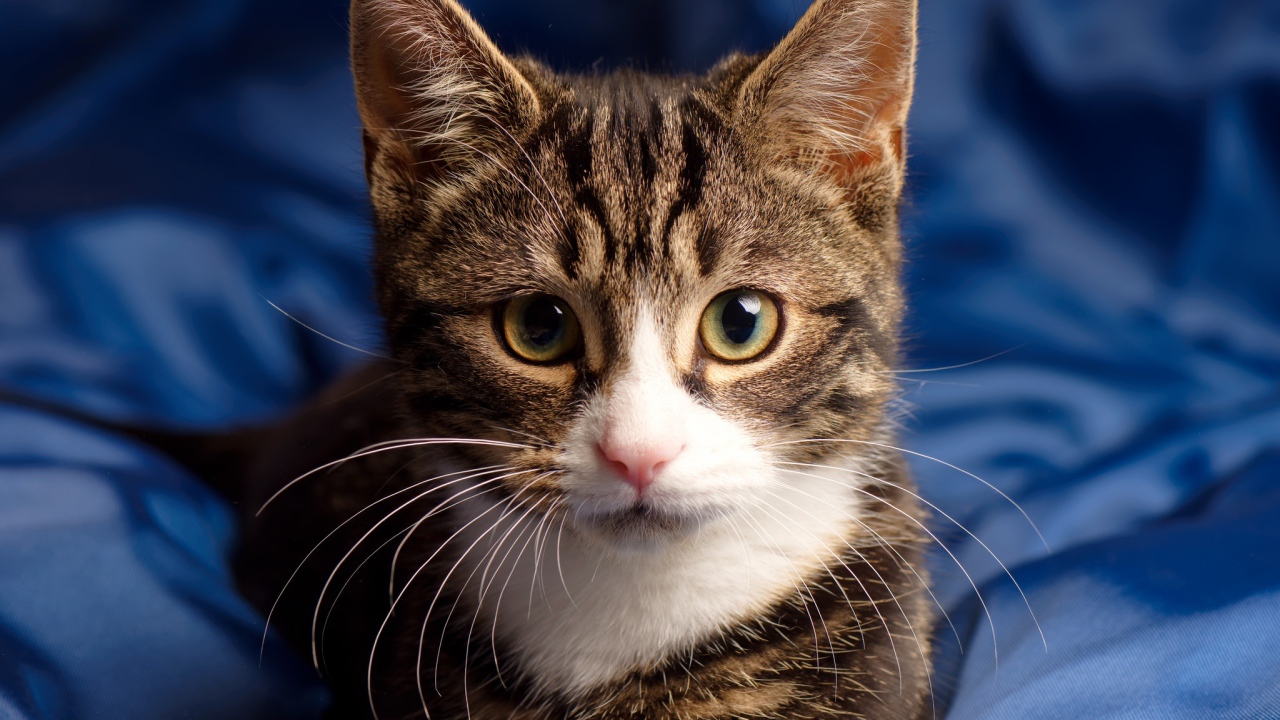 Серая кошка сидит на голубом покрывале 