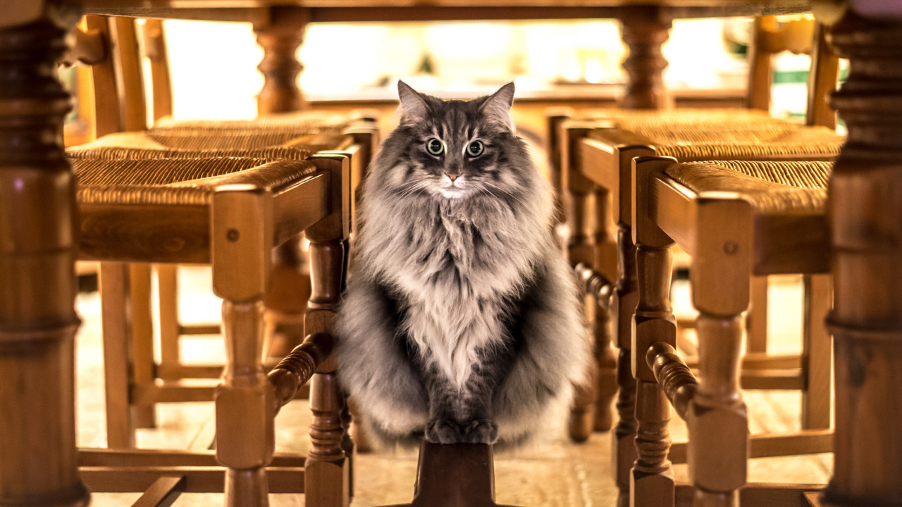 Большой серый кот сидит под столом 