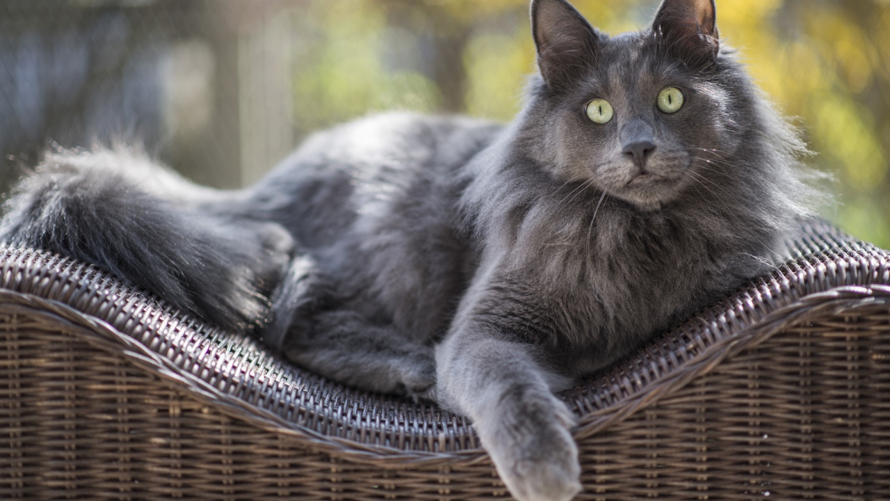 Большой зеленоглазый пепельный кот лежит на спинке кресла