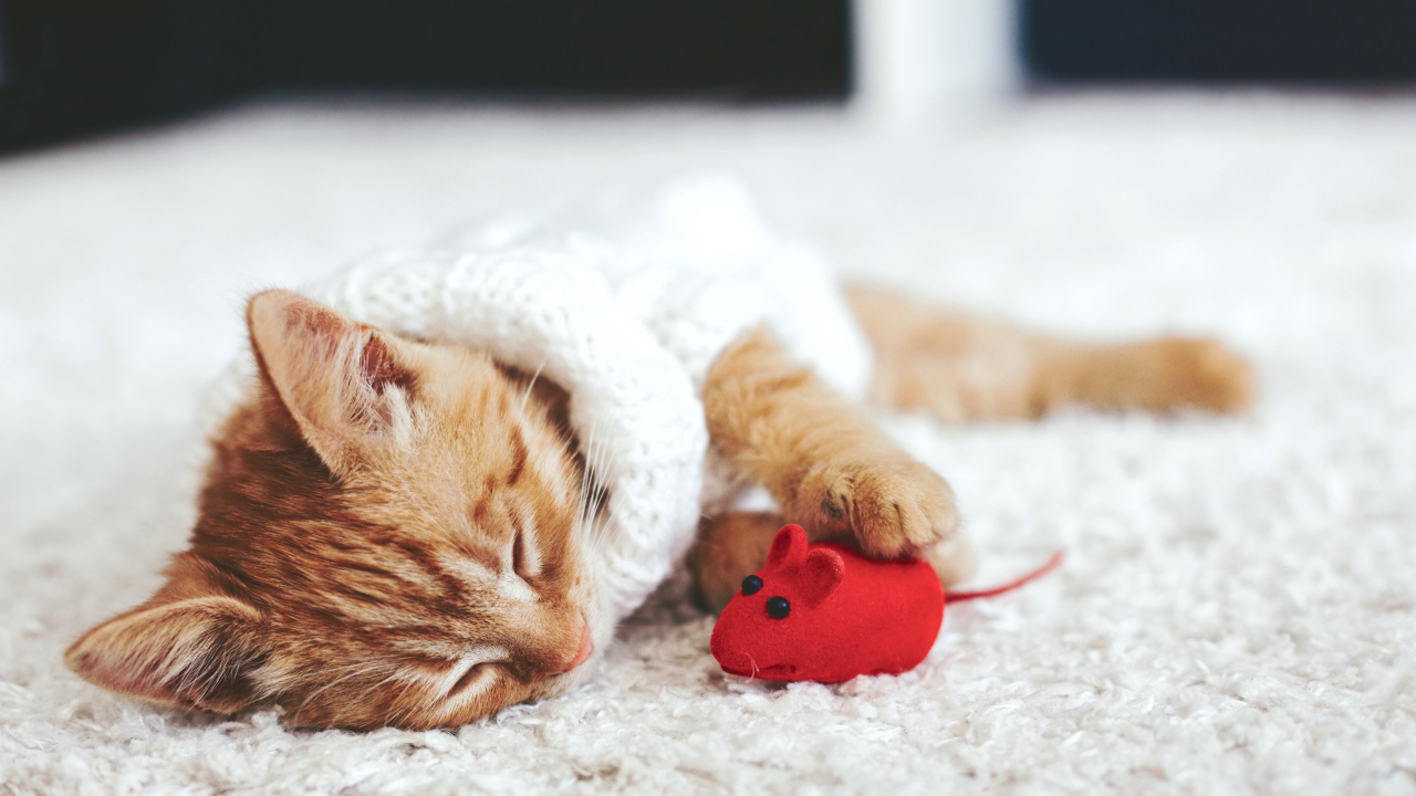 Маленький рыжий котенок спит с игрушечной мышкой