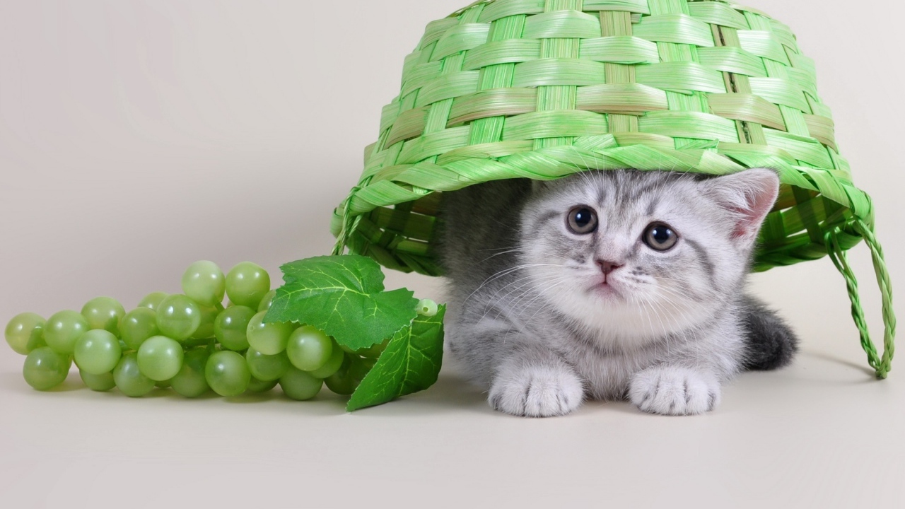 Маленький серый котенок сидит под зеленой плетеной корзиной