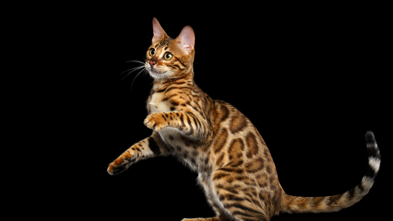 Красивая Бенгальская кошка на черном фоне
