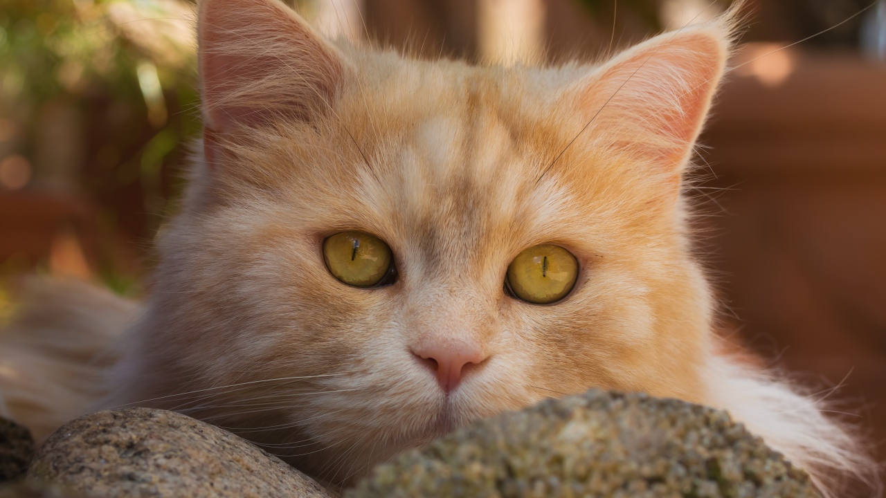 Красивая морда рыжего кота